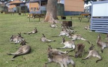 Durras Lake North Holiday Park