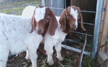 Burns B and B and Yabby Farm