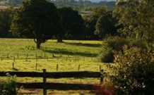 Pines on the Plateau