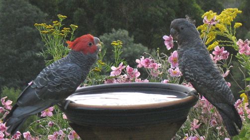 Lyrebird Cottages