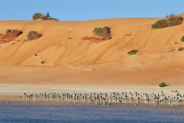 Herald Bight Camp at Francois Peron National Park