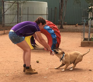 Pinecrest Boarding Kennels & Cattery