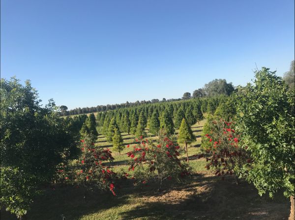 Rutherglen Christmas Trees Farm Stay